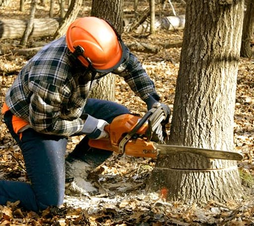 Tree Removal in Frontenac, MN